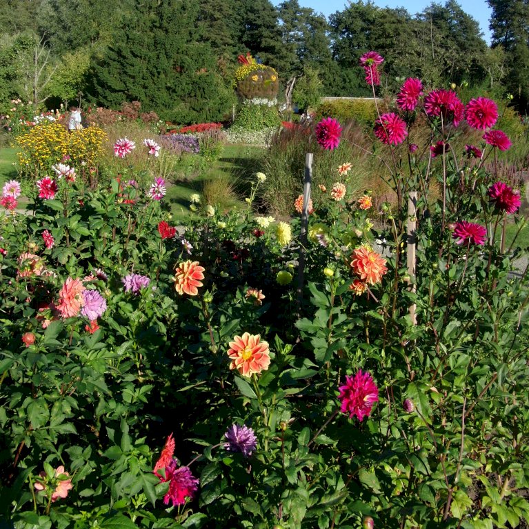 Dahlia 'Favourite Love' XXL