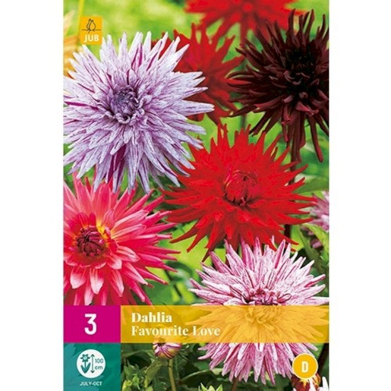 Dahlia 'Favourite Love' XXL