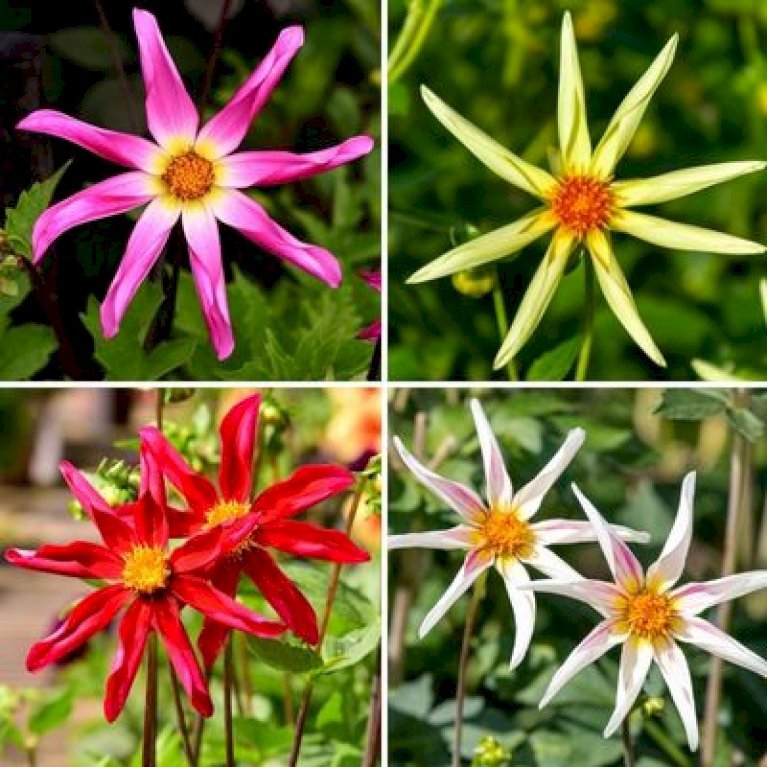 Dahlia Honka Mix