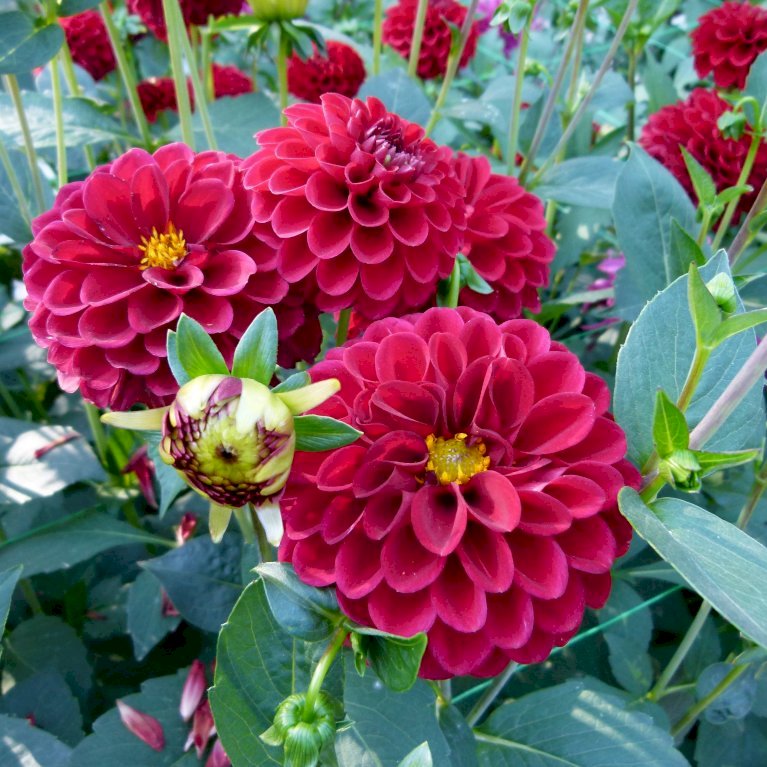 Dahlia 'Pompon Mix' XXL