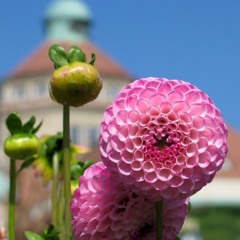 Dahlia 'Pompon Mix' XXL
