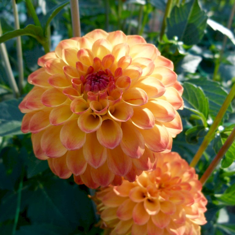 Dahlia 'Pompon Mix' XXL