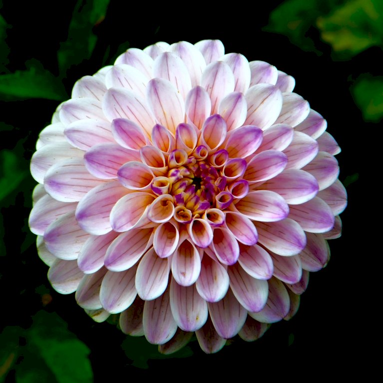 Dahlia 'Pompon Mix' XXL