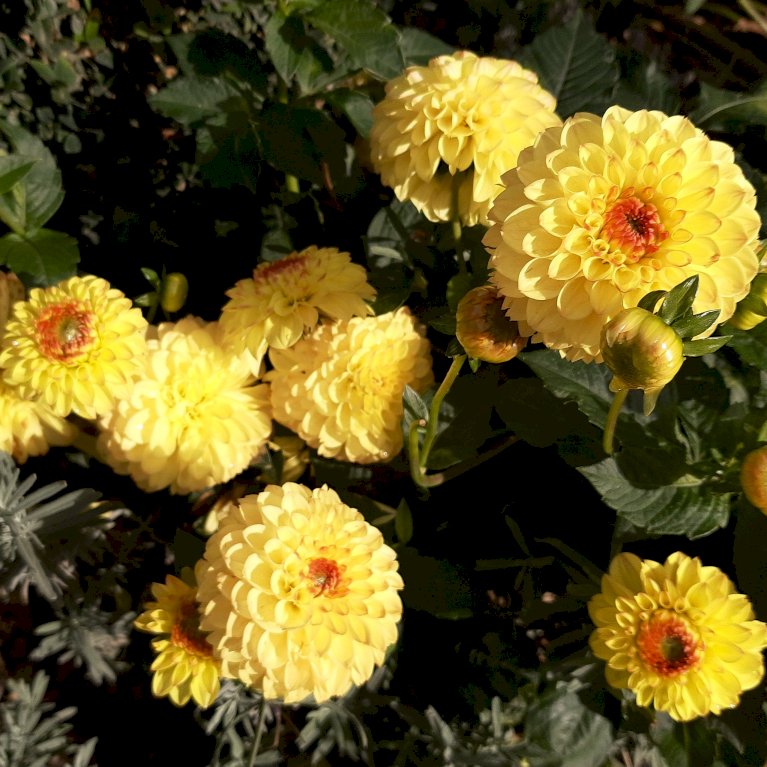 Dahlia 'Pompon Mix' XXL