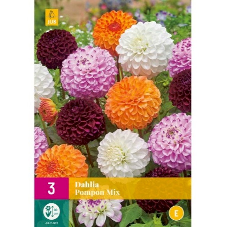Dahlia 'Pompon Mix' XXL