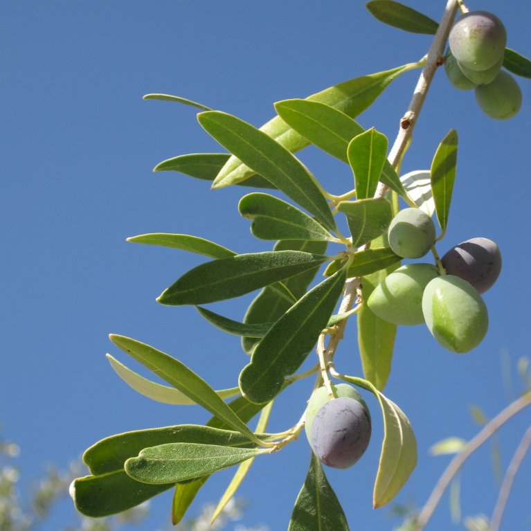 Oliven opstammet