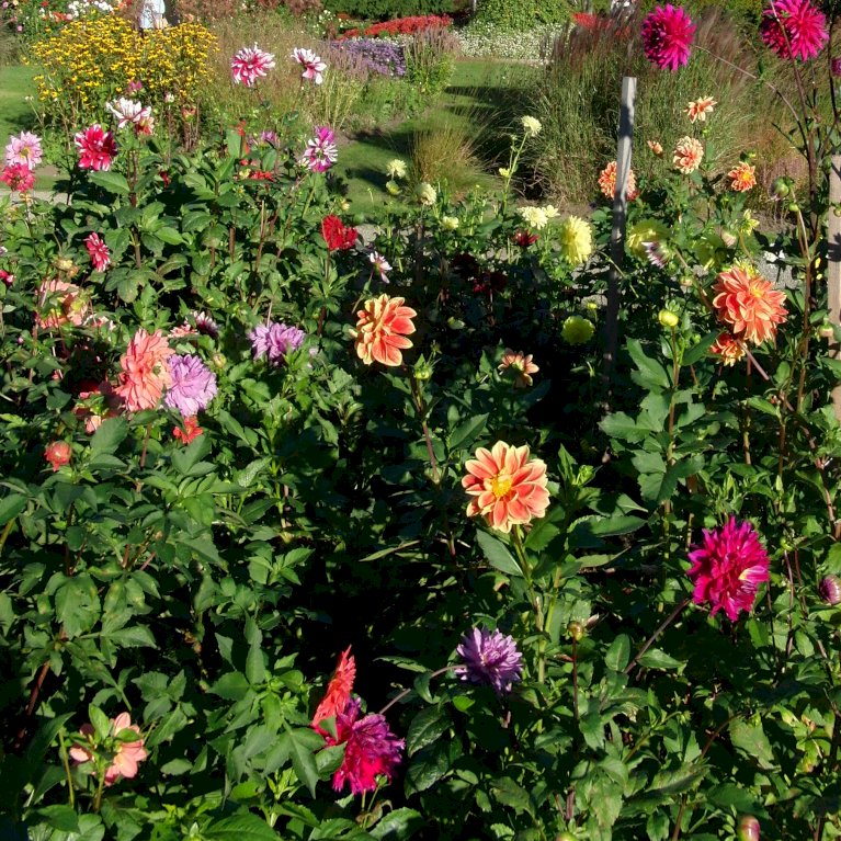 Dahlia topmix XXL