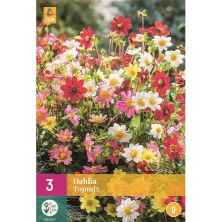 Dahlia topmix XXL