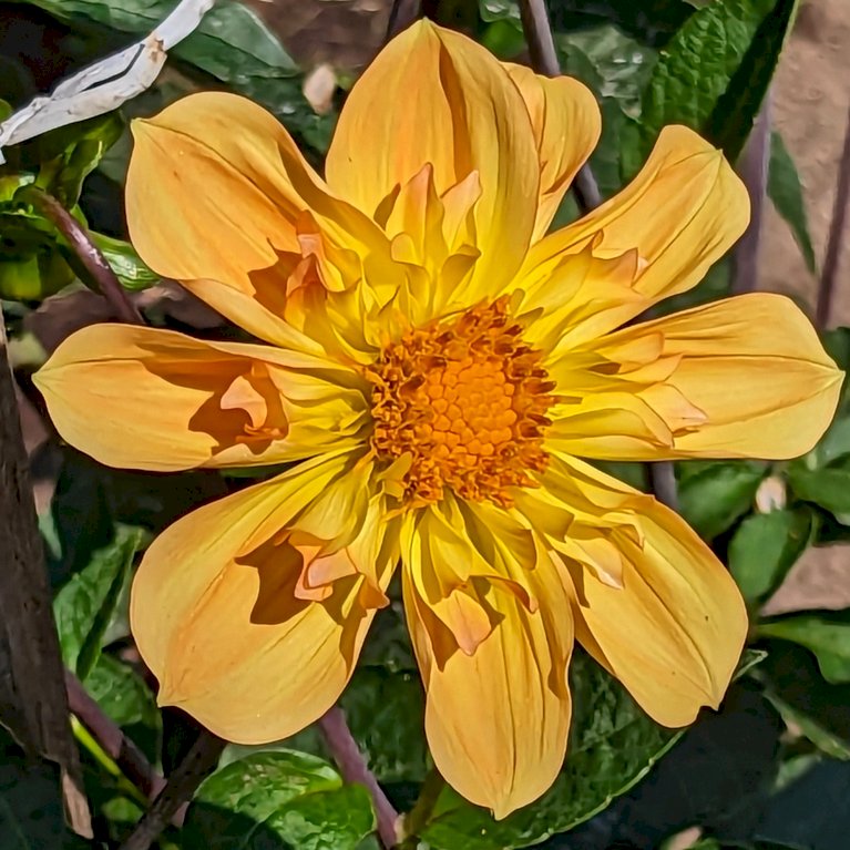 Dahlia 'Sweet Lemonade' XXL