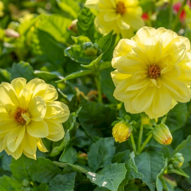 Dahlia 'Sweet Lemonade' XXL