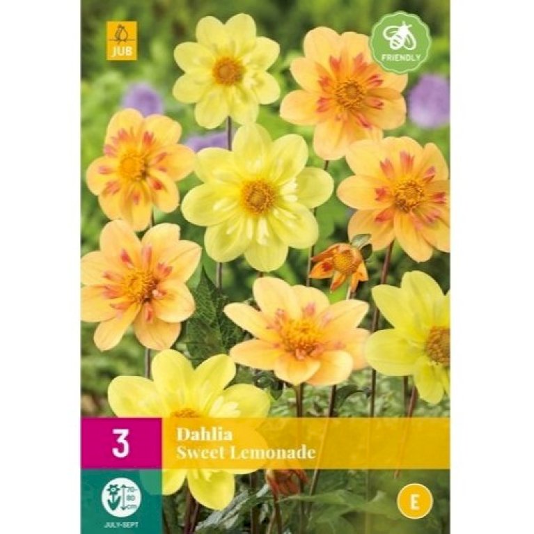 Dahlia 'Sweet Lemonade' XXL