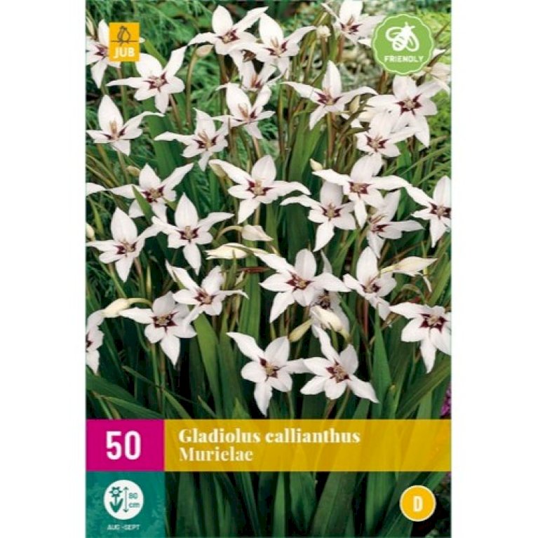 Gladiolus 'Callianthus' XXL