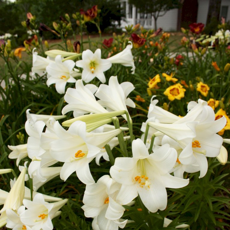 Lilium Aziatisch / Asiatic Mix