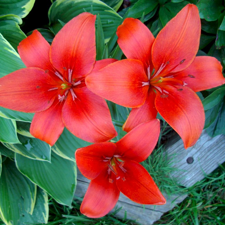 Lilium Aziatisch / Asiatic Mix