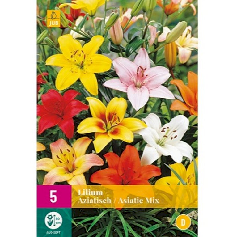 Lilium Aziatisch / Asiatic Mix