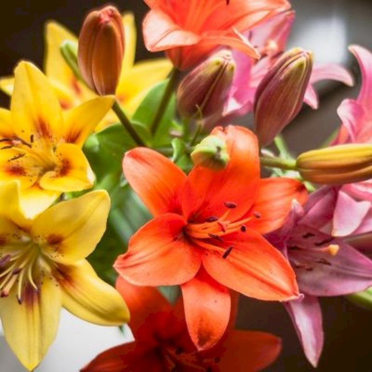 Lilium Aziatisch / Asiatic Mix