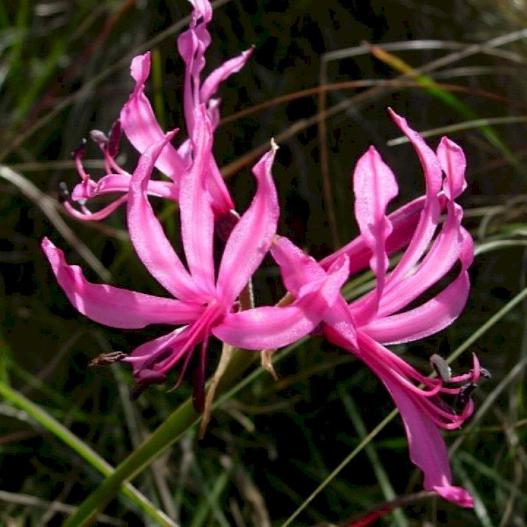 Nerine 'Breeders Mix' XXL