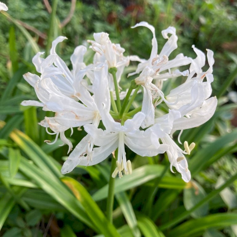 Nerine 'Breeders Mix' XXL