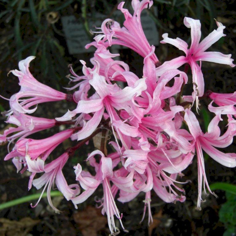 Nerine 'Breeders Mix' XXL