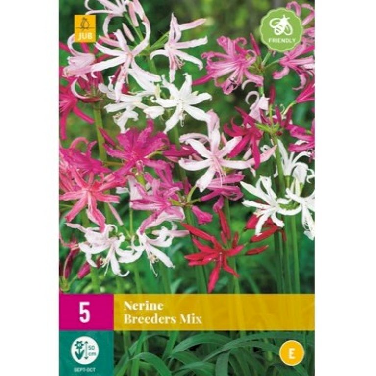 Nerine 'Breeders Mix' XXL