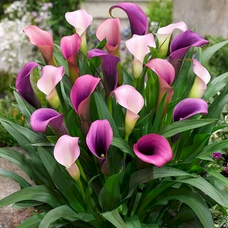 Calla Pastel Mix
