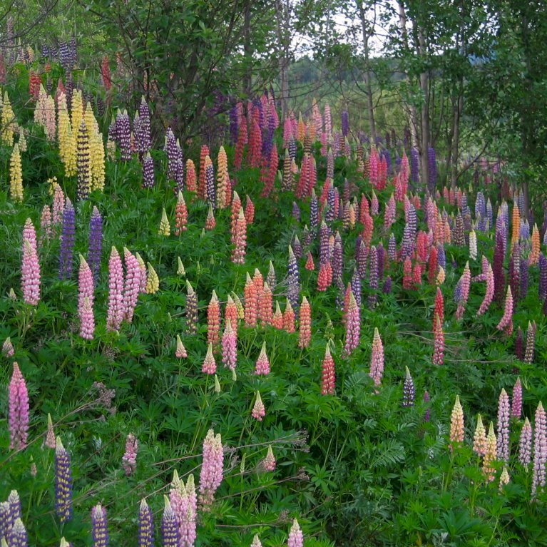 Lupin Mix 