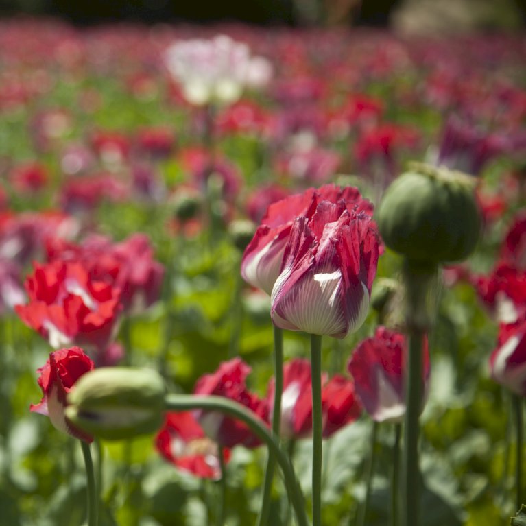 Papaver Orientale Mix