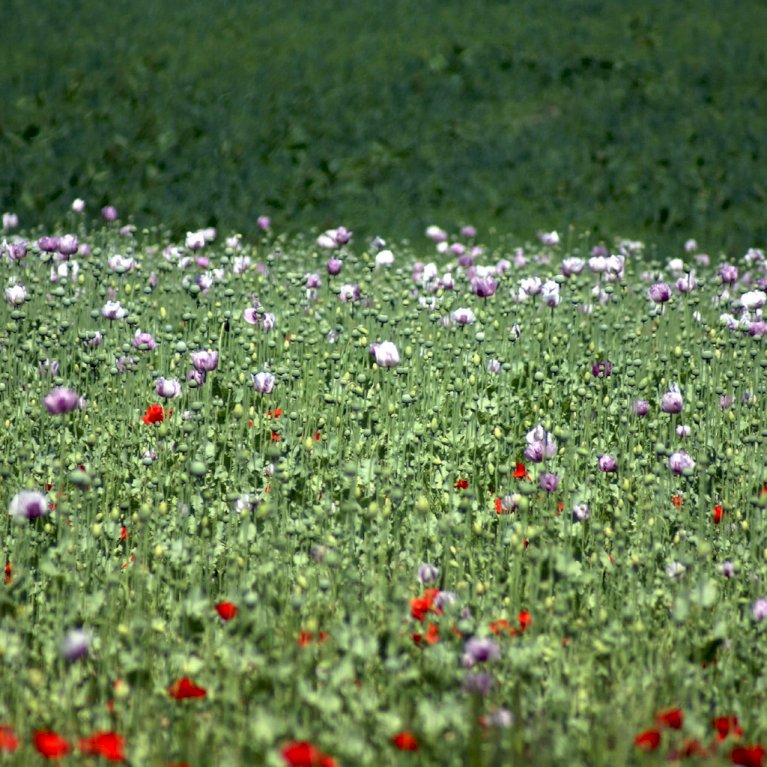 Papaver Orientale Mix
