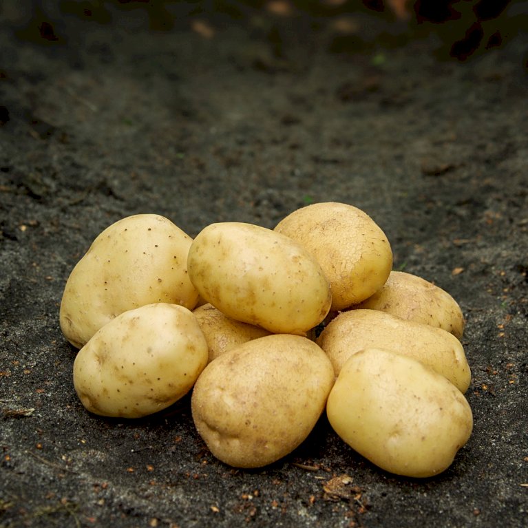 Læggekartofler 'Hansa' - Sen