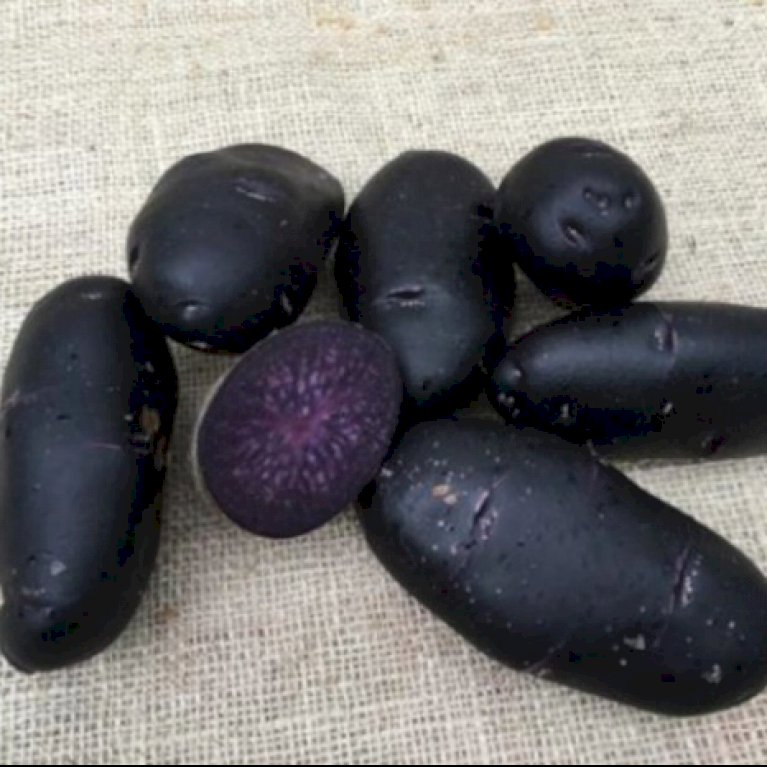 Læggekartofler 'Purple Rain' - Middel tidlig