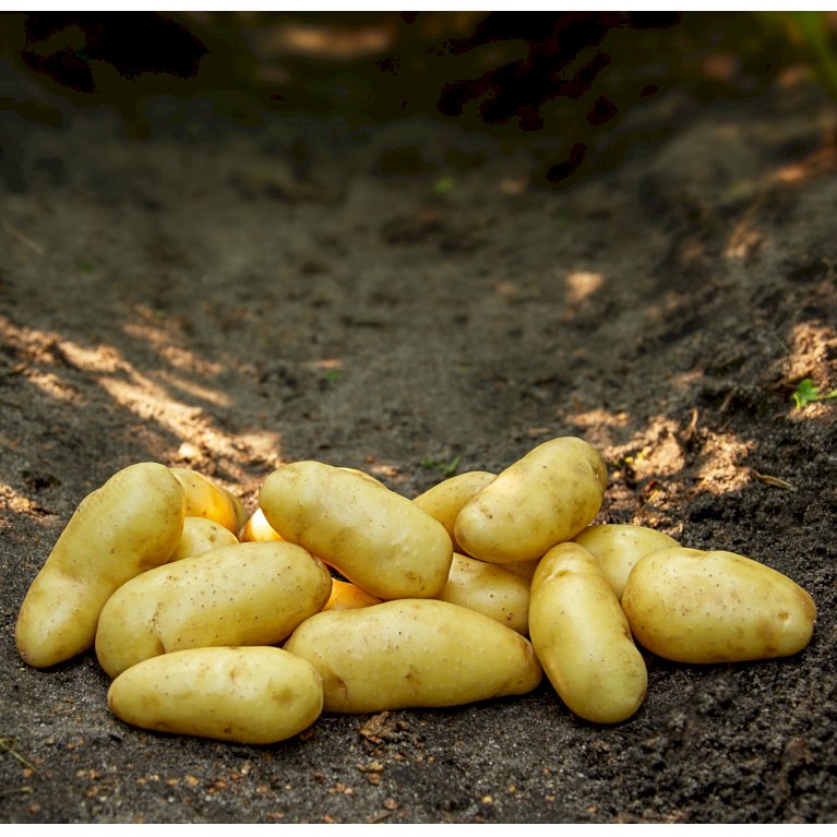 Læggekartofler 'Asparges' - Middel tidlig