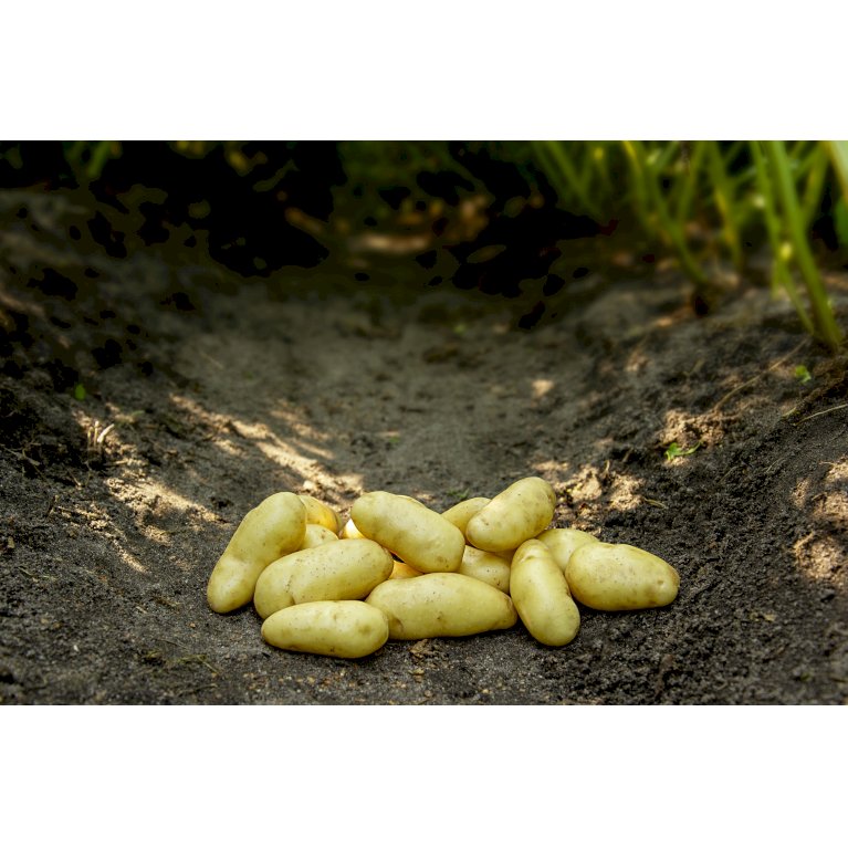Læggekartofler 'Asparges' - Middel tidlig