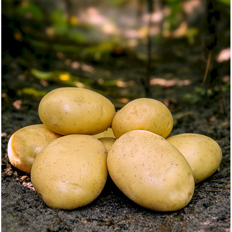 Læggekartofler 'Folva' - Middel tidlig