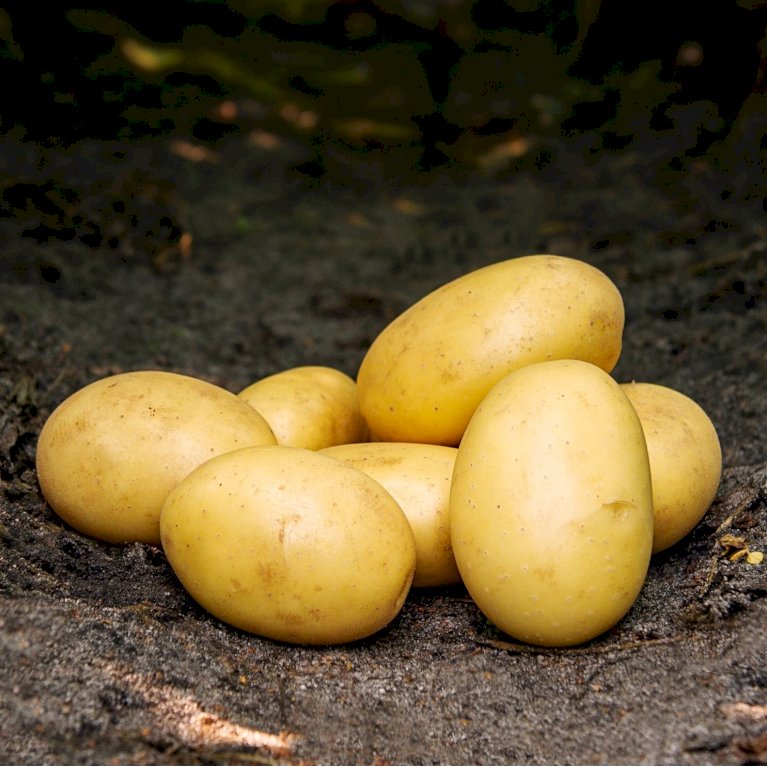 Læggekartofler 'Santera' - Middel tidlig