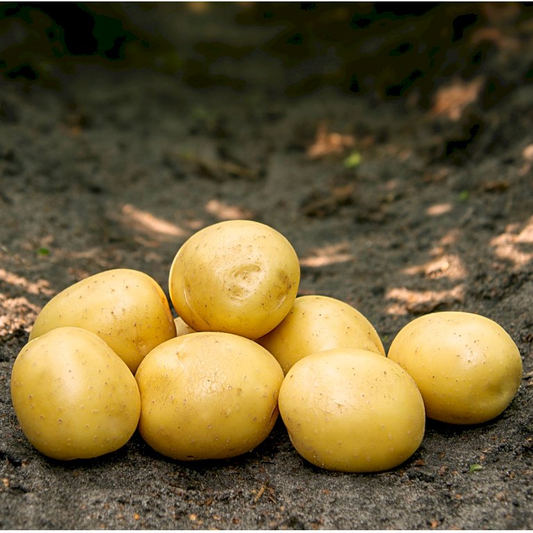 Læggekartofler 'Gala' - Middel tidlig