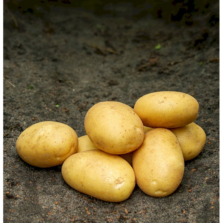 Læggekartofler 'Sava' - Sen