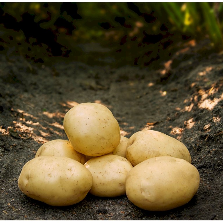 Læggekartofler 'JustBake' - Middel tidlig