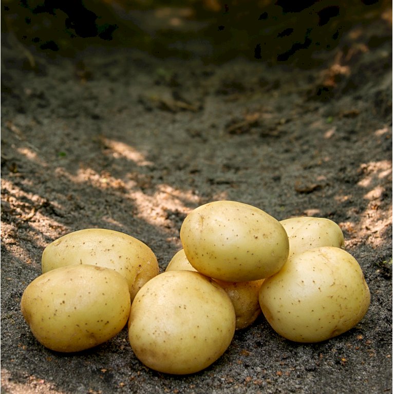 Økologiske læggekartofler 'Solist' - Meget tidlig