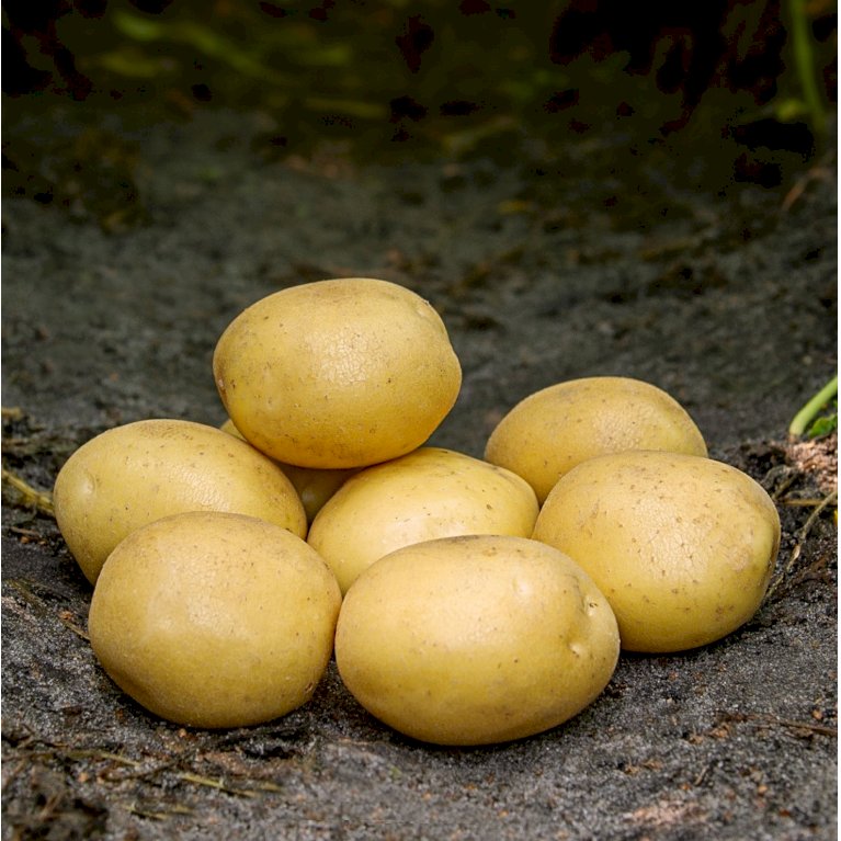 Læggekartofler 'Maya' - Tidlig