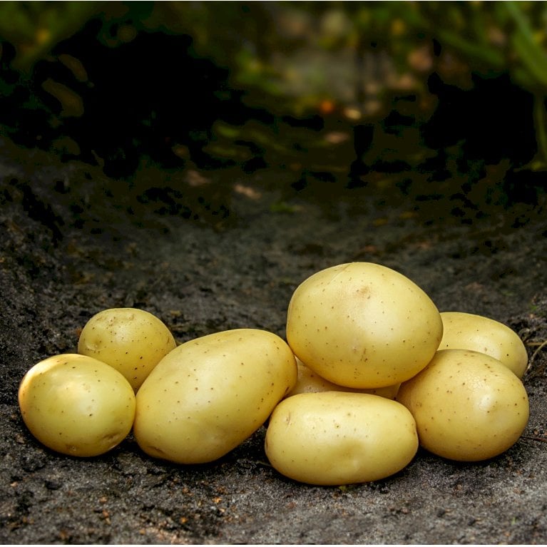 Læggekartofler 'Mikado' - Tidlig