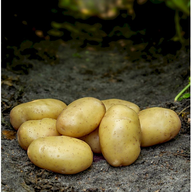 Økologiske læggekartofler 'Tinca' - Meget tidlig