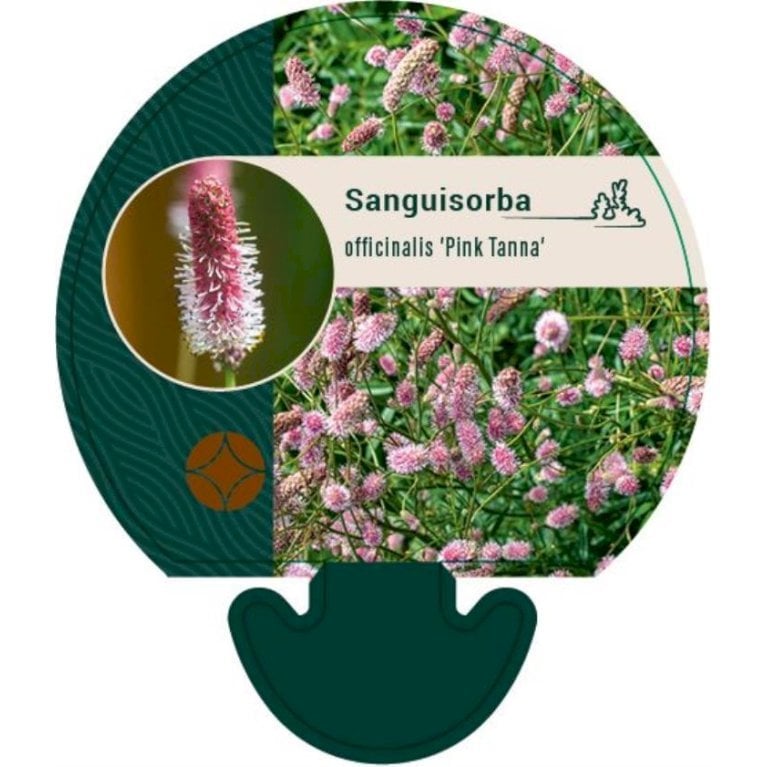 Kvæsurt 'Pink Tanna'