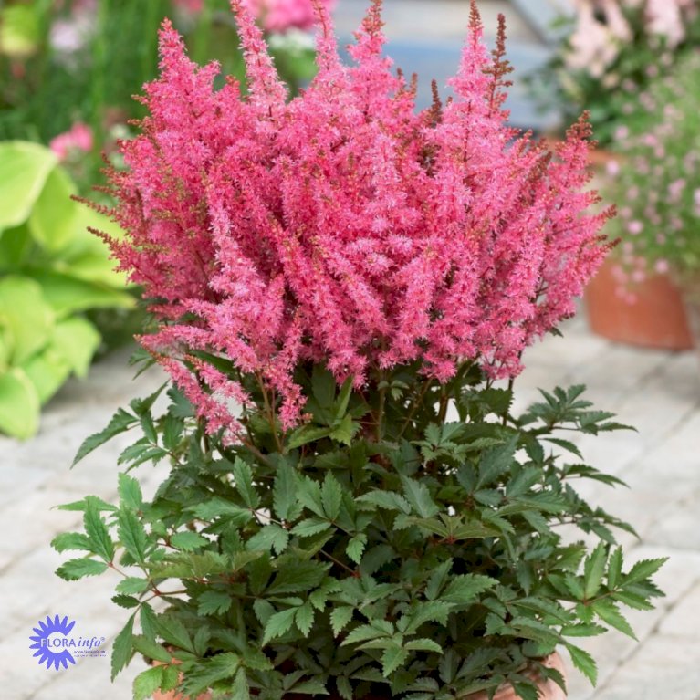 Astilbe 'Younique Pink'