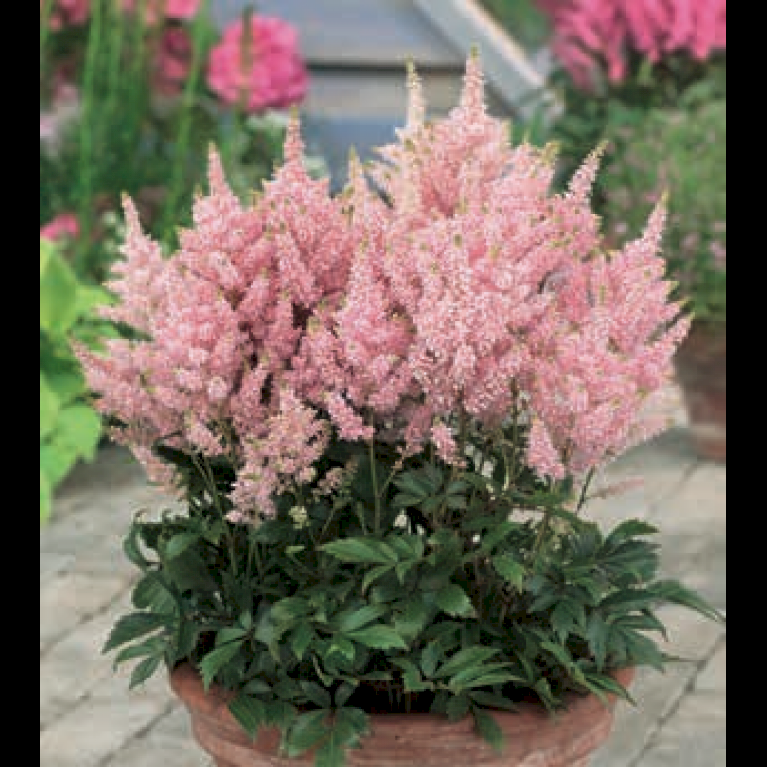 Astilbe 'Younique Pink'