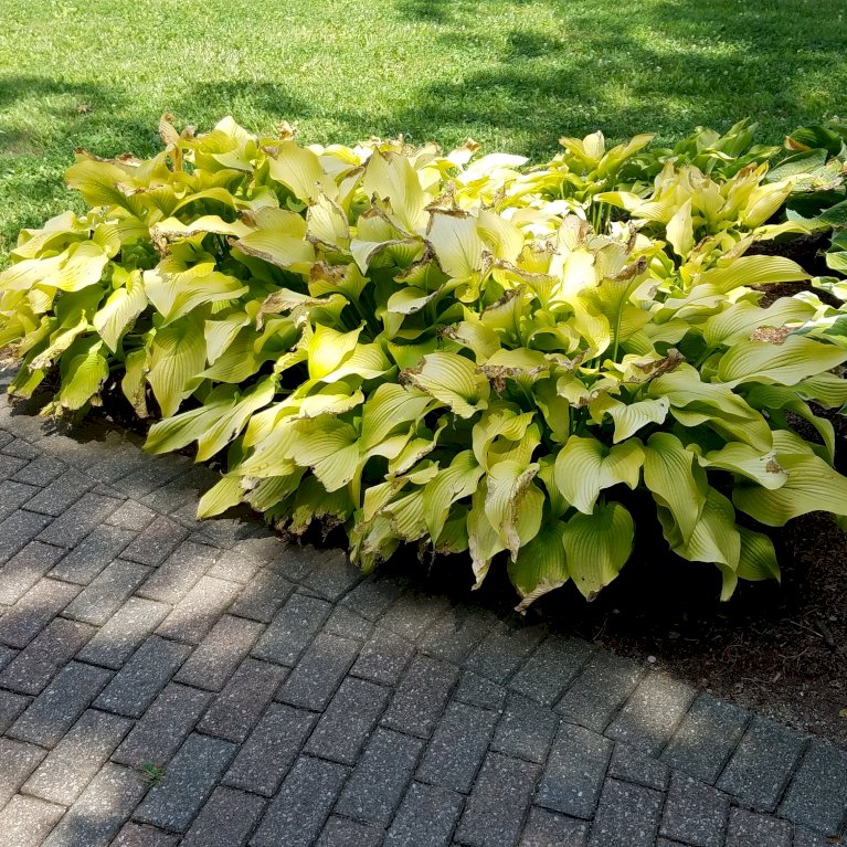 Hosta 'Coast to Coast'