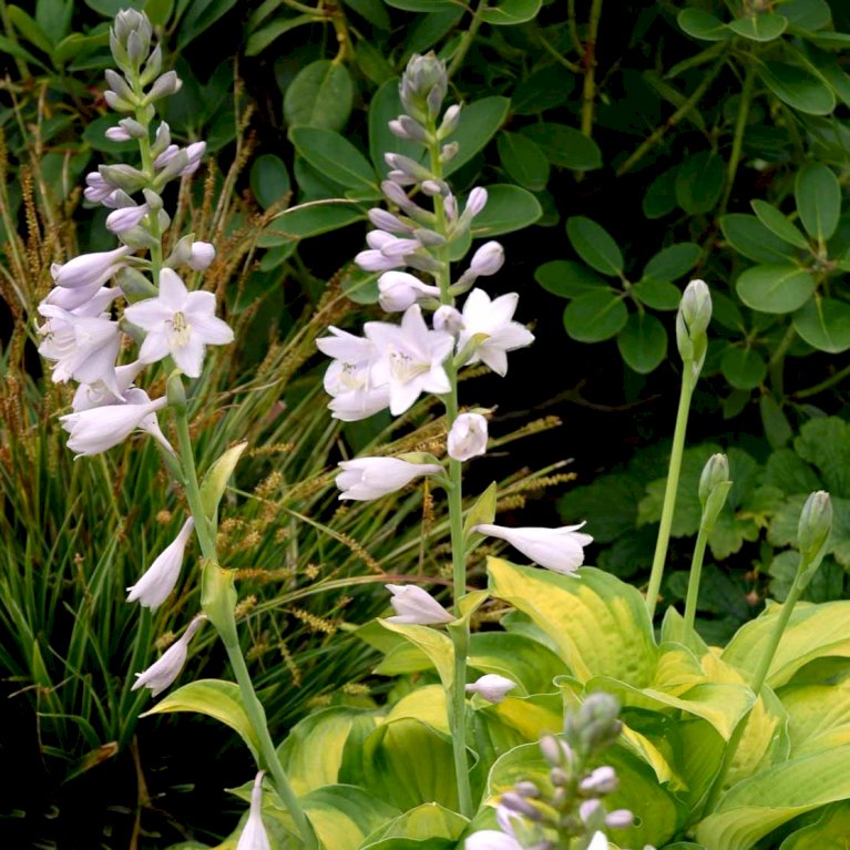 Hosta 'Coast to Coast'