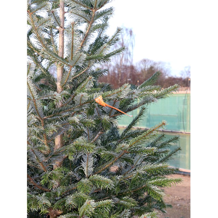 Nordmannsgran Juletræ