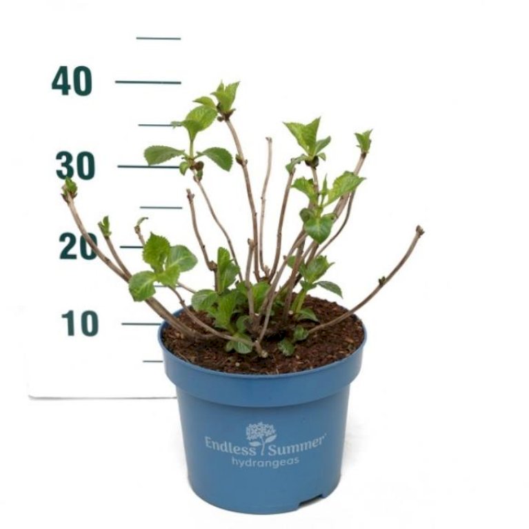 Hortensia Endless Summer Summer Love Purple