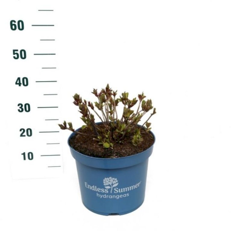 Hortensia Endless Summer Summer Love Red