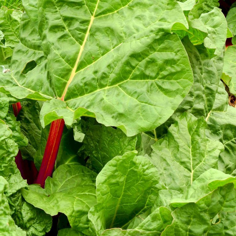 Rabarber 'Canada Red'